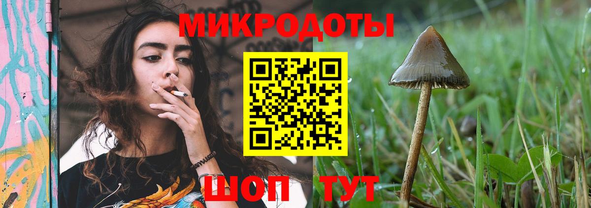 Псилоцибиновые грибы Psilocybine cubensis Томск
